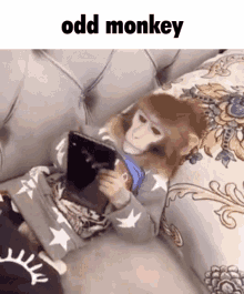 Odd Monkey Odd GIF - Odd Monkey Odd Monkey GIFs