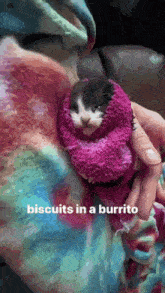 Cat Burrito GIF - Cat Burrito Biscuits GIFs