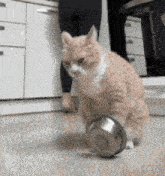 a cat is playing with a bowl of food on the floor .