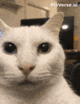 a close up of a white cat with pixverse.ai written on the bottom right