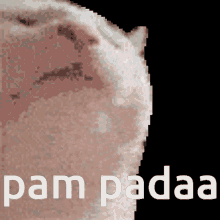 Pam Padaa Cat Vibing GIF