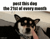 Essica Monthly GIF - Essica Monthly Dog GIFs