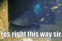 Fish Yes Right This Way Sir GIF - Fish Yes Right This Way Sir Very Polite Fish GIFs