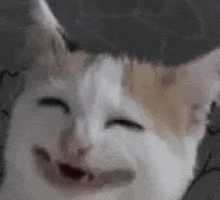 a close up of a cat making a funny face .