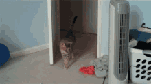 Scaredcat Jumpy GIF - Scaredcat Jumpy GIFs