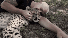 cuddle dean schneider spotted cheetah pet affection
