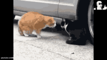 Cat Fighting GIF - Cat Fighting Scolding GIFs