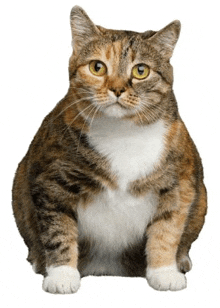 Cat Fat Cat GIF - Cat Fat Cat Kitty GIFs