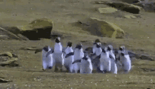 Butterfly Penguins GIF - Butterfly Penguins Paapabutterfly GIFs