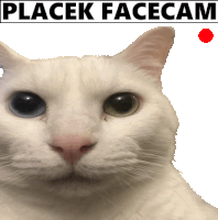 Placek Cat Placek All The Way Sticker - Placek Cat Placek Placek All The Way Stickers