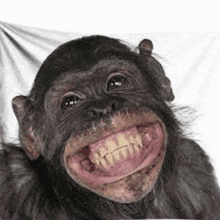 Monyet Lucu GIF - Monyet Lucu Funny - Discover & Share GIFs