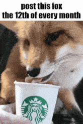 a fox is holding a starbucks cup in its paws .