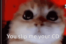 a cat is saying you slip me your cd