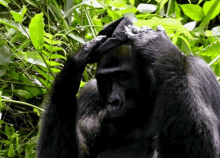 gorilla monke monkey looks good check me out