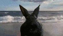 a black rabbit is standing on a beach near the ocean .