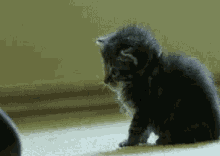 Cute Cat GIF - Cute Cat Boop GIFs