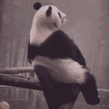 Panda Sad GIFs | Tenor