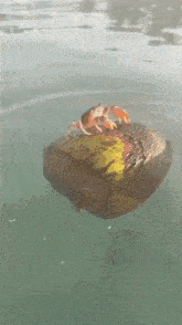 Crab краб GIF - Crab краб GIFs