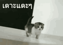 ลูกแมว วิ่ง เตาะแตะ GIF - Cat Run Innocent GIFs