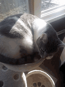 Cat Kitten GIF - Cat Kitten Sunlight GIFs