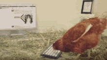 打字 计算机 电脑 键盘 母鸡 鸡 搞笑 GIF - Type Computer Keyboard GIFs