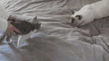 Why Do Cats Hiss And Growl At Each Other GIF - Why Do Cats Hiss And Growl At Each Other GIFs