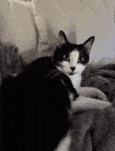 a black and white cat is laying on a blanket