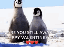 Happy Valentines Day Penguins GIF - Happy Valentines Day Penguins Cute GIFs