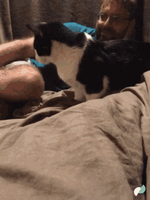 Cat Pet GIF - Cat Pet Cuddle GIFs