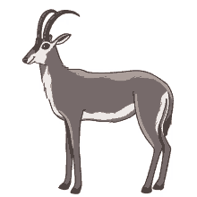 antelope bluebuck