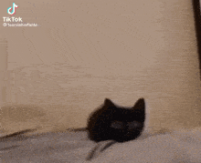 Cat Boom GIF - Cat Boom Cat Boom GIFs