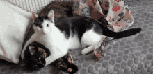 Cats Whatcha Doing GIF - Cats Whatcha Doing Looking At You GIFs