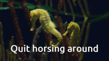 Seahorse Pun GIF - Seahorse Pun Shrimple GIFs