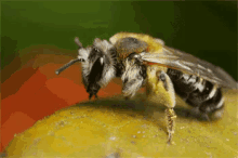 蜜蜂 采蜜 蜇人 昆虫 GIF