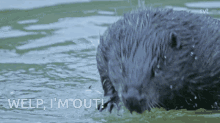 Beaver Im Out GIF