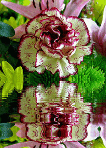 a purple and white flower is reflected in a body of water