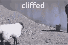 Cliffed Sheeple GIF - Cliffed Sheeple GIFs