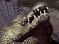 crocodile-crocodile-hunter-collision-course.gif
