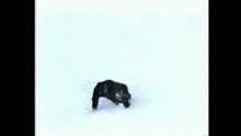 a man is skiing down a snow covered slope in the mountains .