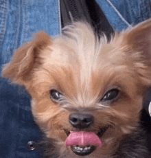 a small brown and white dog with its tongue out