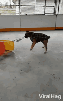 Playing Dog Spinning GIF