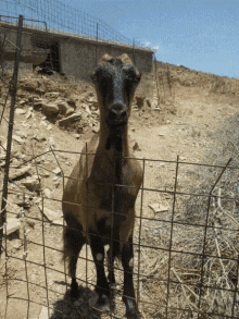 Helicopter Goat Ears GIF