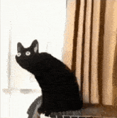 Content Aware Scale Cat GIF - Content Aware Scale Cat Black Cat GIFs