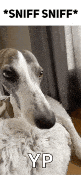 a dog laying on a blanket with the words sniff sniff yp above it