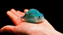 a person is holding a blue fish in their hand
