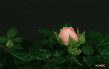 Animated Roses GIF - Animated Roses Chia236 GIFs