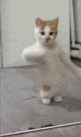 Dancing Cat Kitten GIF