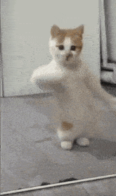 GIF