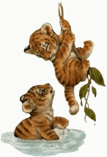 tiger baby animal