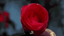 a close up of a red rose with arabic letters on it